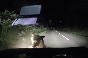 【北海道】夜道を走行中にヒグマの親子をはねてしまう衝撃のドライブレコーダー。