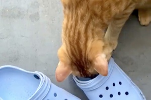 【ネコ】この猫の１秒動画くっそワロタｗｗｗｗｗｗ