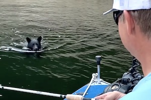 【動物】ボート上の釣り人にクマが泳いで接近してくる動画。