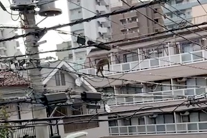 【動画】品川区で電線の上を歩くお猿さんが撮影される。どこから来たんだよ？