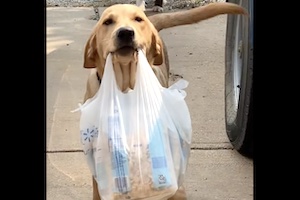 【イヌ】荷物運びのお手伝いをするこのワンちゃん可愛すぎワロタ。