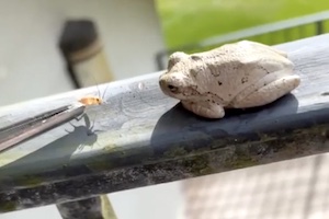 【動画】このカエル笑ったｗｗｗ彼はただ餌をあげようとしただけなのに。