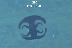 これはもうエイリアンだろ。超深海1143メートルで撮影された生き物が不<dt><div><iframe src=