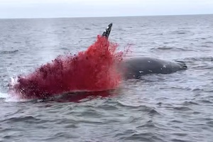【衝撃】2021年に撮影されたクジラ爆発の最新版がこちら。
