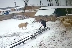【中国】雪かきをしていた老人が羊にボコられてしまう衝撃映像。
