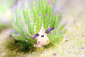 【動画】動物なのに光合成ができる珍しい生き物「テングモウミウシ」