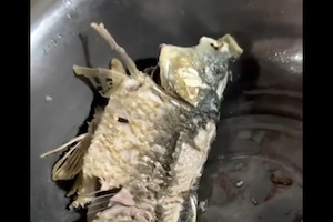 中国で油通しした後の魚が飛び跳ねるという不気味な動画が撮影される。