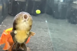 【動画】餌を食べるのが絶望的に下手くそな金魚がかわいいｗｗｗ