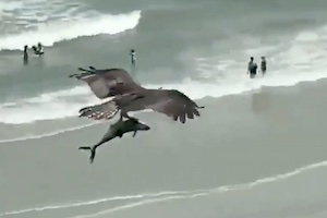 【動画】タカに捕まって人生の最後に大空を飛ぶ気分を味わえたサメ。