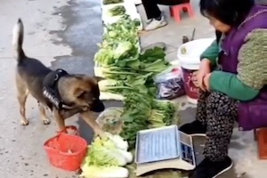 【イヌ】めちゃんこ賢い中国のお使い犬。一人で野菜を買いに行く。