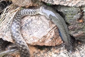 【動画】ヘビを食べようとしていたナマズに食いつくヘビ。（インド）