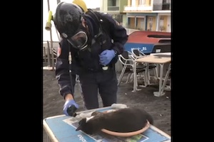 酸素と心肺蘇生法を用いてネコちゃんを蘇生した消防士たちGJ動画。