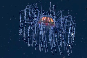【深海】海底探査ロボットが撮影した奇妙で美しいクラゲの映像。