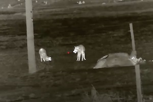 【動画】65殺。家畜の牛を狙うコヨーテたちを狩りまくるハンターの映像。