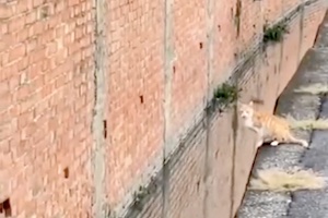 このネコちゃんすごい！難易度の高いジャンプを成功させたネコの映像。