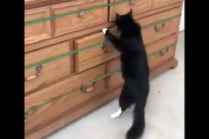 【動画】徹底的に封じられているのに意地でも入り込むネコ。