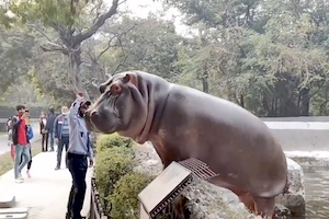 【動画】脱走しようとした動物園のカバさん、警備員に叩かれて諦める。