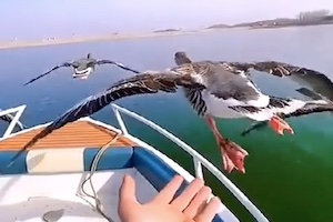 【11秒】飛んでいる鳥と同じ速度で移動すると触る事ができる。Twitterで話題の動画。