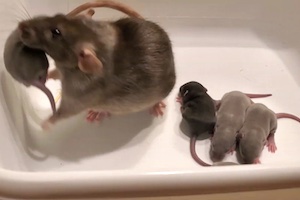 【動画】飼い主の元に赤ちゃんを連れて行くネズミ。