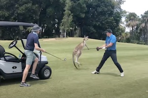 カンガルーのいるオーストラリアのゴルフ場こわすぎｗｗｗ