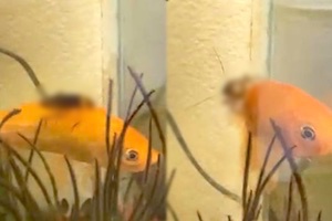 水槽の中の金魚に乗るゴキブリが撮影されてしまうｗｗｗｗｗ