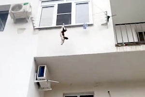高所から落下したネコちゃんをナイスキャッチした男のGJ動画。
