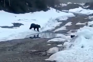 【動画】ロシア人さん、生きた熊を爆破してしまう。