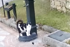 【ネコ】なんて可愛い。水飲み場で手助けを求める猫ちゃんの映像。