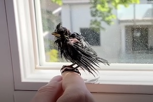 【動画】少女とひな鳥。救助して世話した小鳥に別れを告げる日。
