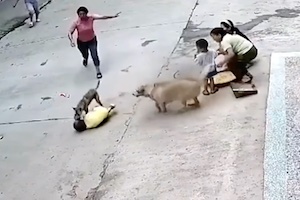 中国でGJ動画。野良犬に襲われた小さな男の子を愛犬が救う。