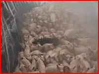 動物愛護団体がリークした韓国口蹄疫問題で処理される豚さんたちムービー