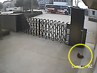 ワンコを盗む為に麻酔銃を打ち込む中国の犬窃盗団の映像。監視カメラ。