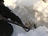 雪国ではヒツジが完全に雪に埋まってしまう事がある！？堀だし救出映像。