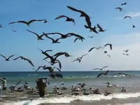 これは怖いｗｗｗ漁師の魚を空から狙う超大量の鳥たち。盗まれまくりｗｗｗ