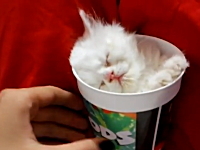 紙コップの中で眠ってしまった子猫が可愛すぎる(*´д｀*)今日のニタニタ動画