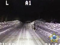 火事を警察に知らせて表彰された犬の行動　その一部始終を撮影したリアル映像