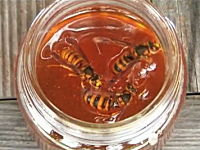 これが本当のハニートラップ。スズメバチの蜂蜜漬けの作り方。食べるの！？