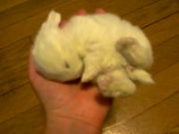 飼い主様の手のひらで眠るウサギさんの映像が可愛すぎて癒される(*´Д`)