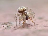 衝撃のラスト。蟻vs蜘蛛の戦いを撮影していたら奇跡の動画が撮れた。捕食