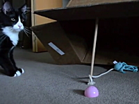 ニャンコを簡単に捕らえる方法。原始的な罠に掛かってしまう猫さんの映像。