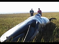 先日話題になったイギリスで草原に打ち上げられたクジラの動画があったよ。