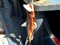 殺したサメのお腹から生きた赤ちゃんを取り上げて助ける漁師さんの映像。