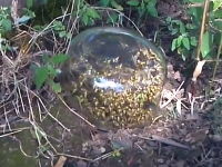 スズメバチの巣に透明のボウルを被せてスズメバチドームを作ってみた動画