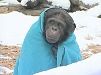 気温が低い時はブランケットを羽織れば良いと学んだチンパンジーが完全に猿の惑星