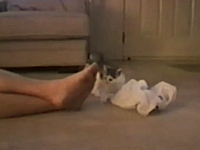 飼い主の足の臭さに驚き飛び上がる子猫の16秒動画ｗｗｗどんだけ臭いｗｗｗ