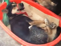 中国の食肉市場で売られていた新鮮な犬たち・・・。手足を縛られて並べられる