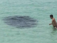 フロリダのビーチに現れた大きな影。に飛び込んで遊ぶ男性。投網りたいｗ