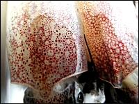 イカの体表の斑点がポツポツしている「イカの提灯」が気持ち悪いビデオ。