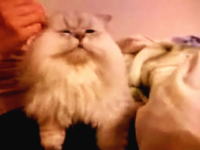 耳かきをされて気持ち良さそうなニャンコ　チンチラシルバーの銀ちゃん