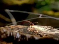 奇妙な昆虫図鑑　白い粘液を飛ばしまくって餌を捕まえるビロードワーム